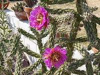 Click to enlarge Highslide JS