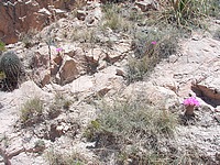 Click to enlarge Highslide JS