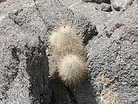 Click to enlarge Highslide JS