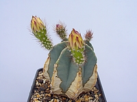 Click to enlarge Highslide JS