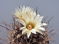 Click to enlarge Highslide JS