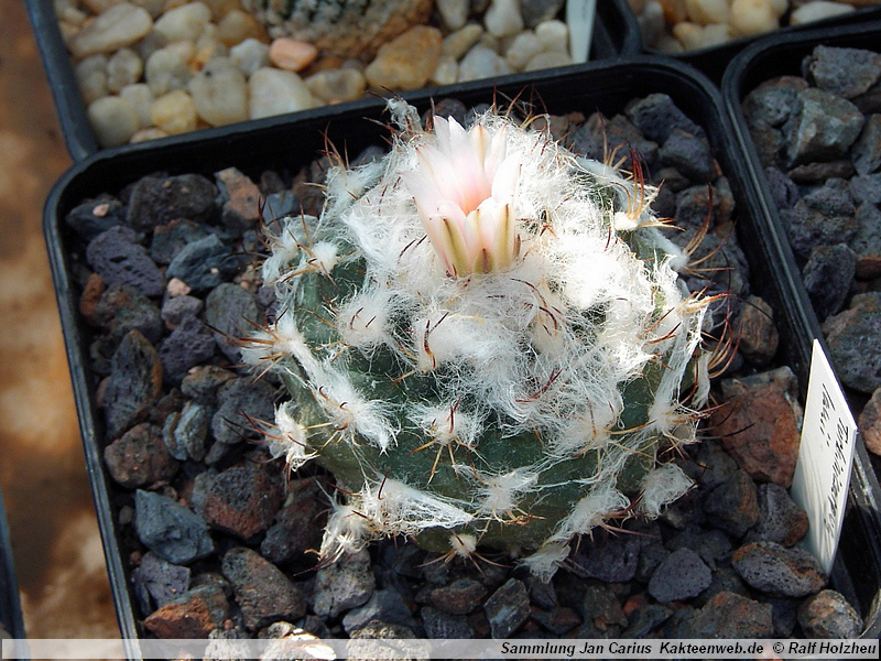 13 Turbinicarpus laui