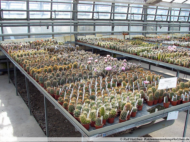 05 Echinocereus spec.