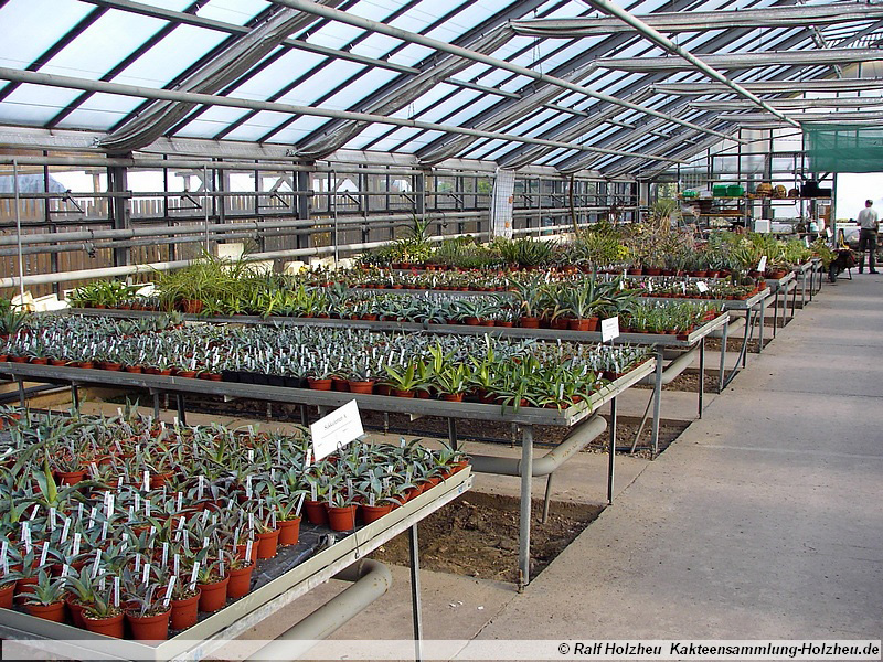 10 Agave spec.