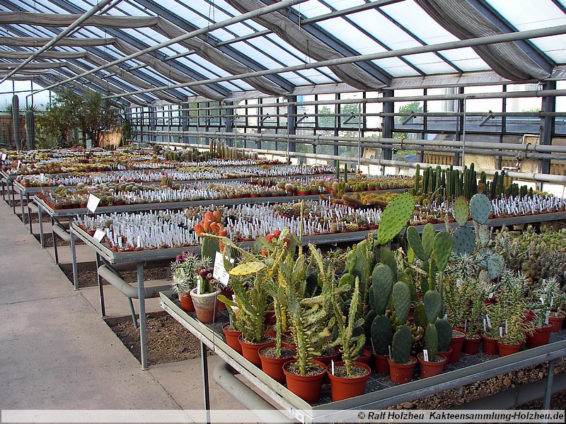 11 Opuntia spec.