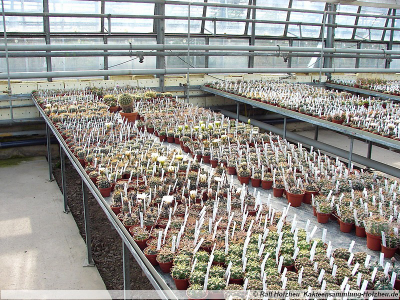 12 Gymnocalycium spec.