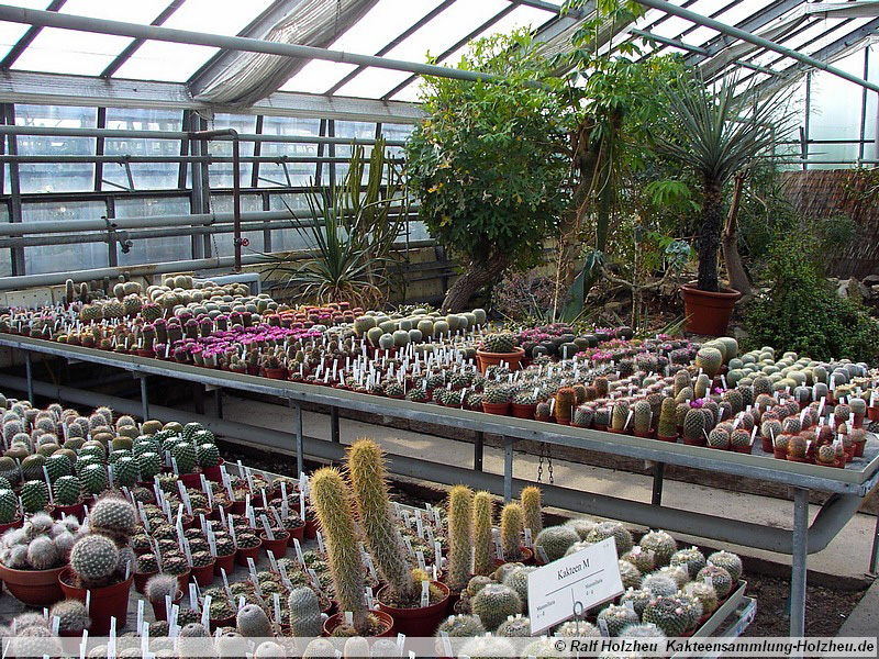 14 Mammillaria spec.