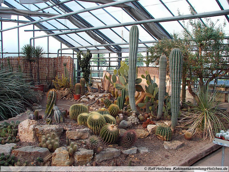 15 Beet im Verkaufsgewächshaus