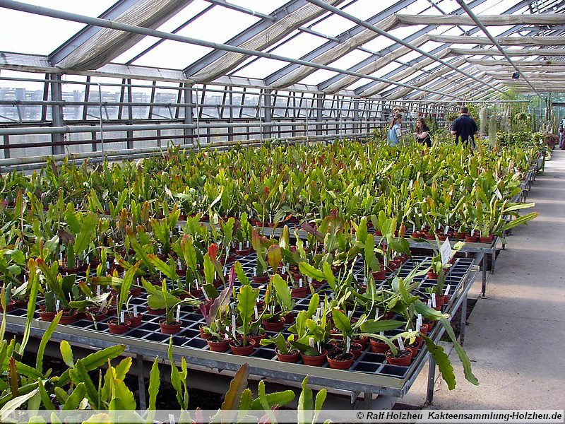 20 Epiphyllum-Hybriden