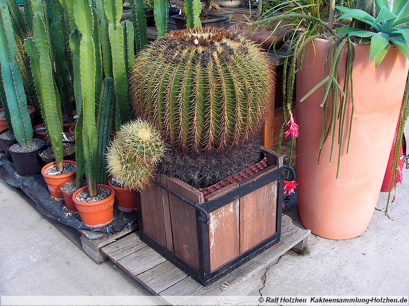 26 Echinocactus grusonii ca. 180 Jahre alt
