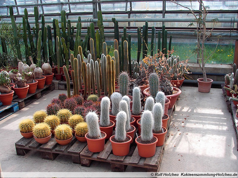 28 Cephalocereus senilis