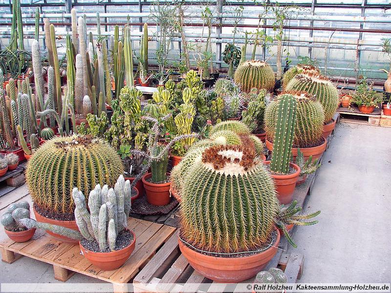 29 Echinocactus grusonii