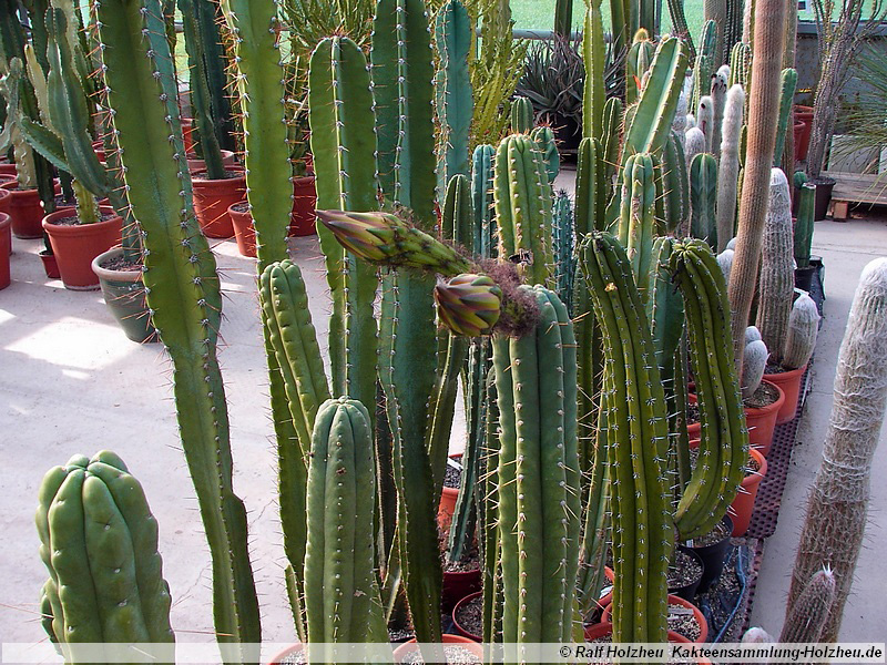 30 Trichocereus pachanoi