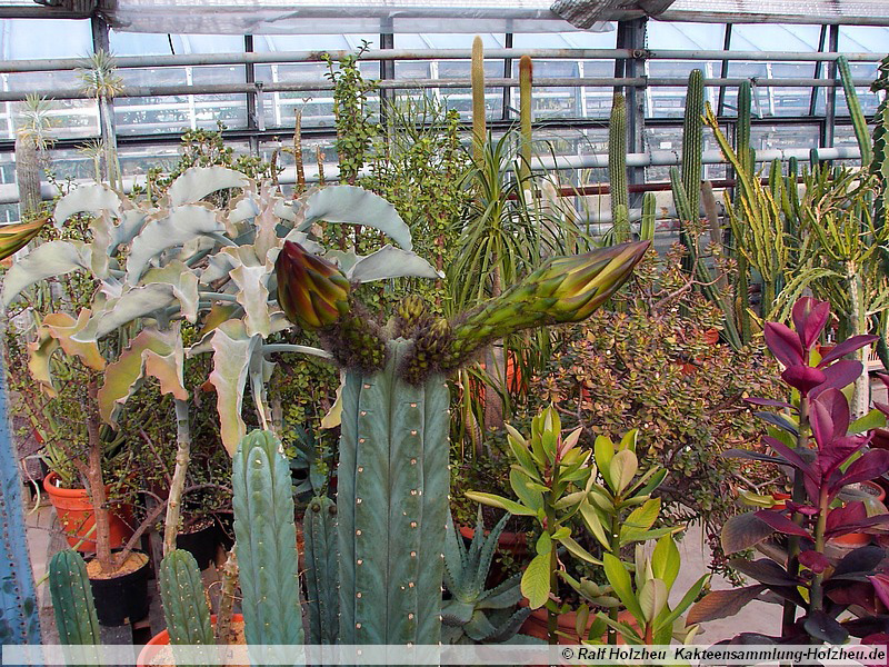 31 Trichocereus pachanoi