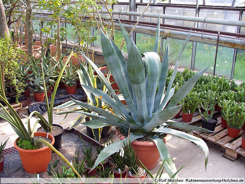 35 Agave americana
