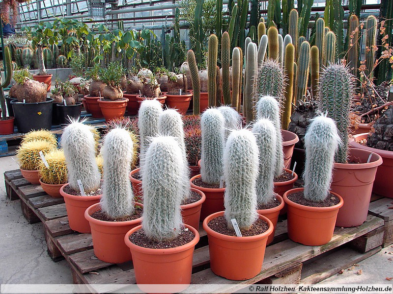 37 Cephalocereus senilis