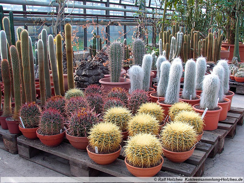 38 Echinocactus grusonii