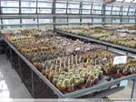 05 Echinocereus spec.