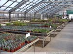 10 Agave spec.