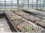 12 Gymnocalycium spec.