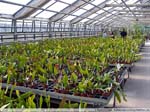 20 Epiphyllum-Hybriden