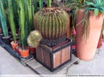 26 Echinocactus grusonii ca. 180 Jahre alt