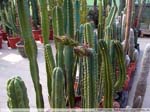 30 Trichocereus pachanoi