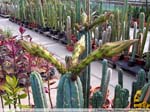 32 Trichocereus pachanoi