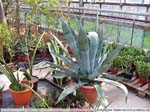 35 Agave americana