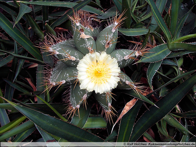 02 Astrophytum ornatum