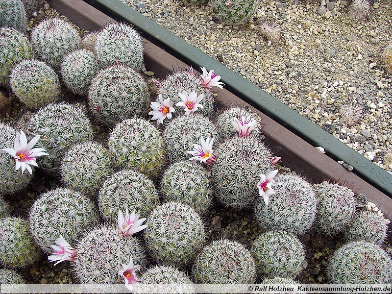 03 Mammillaria slevinii