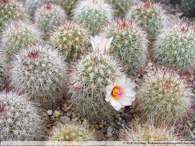 04 Mammillaria verhaertiana