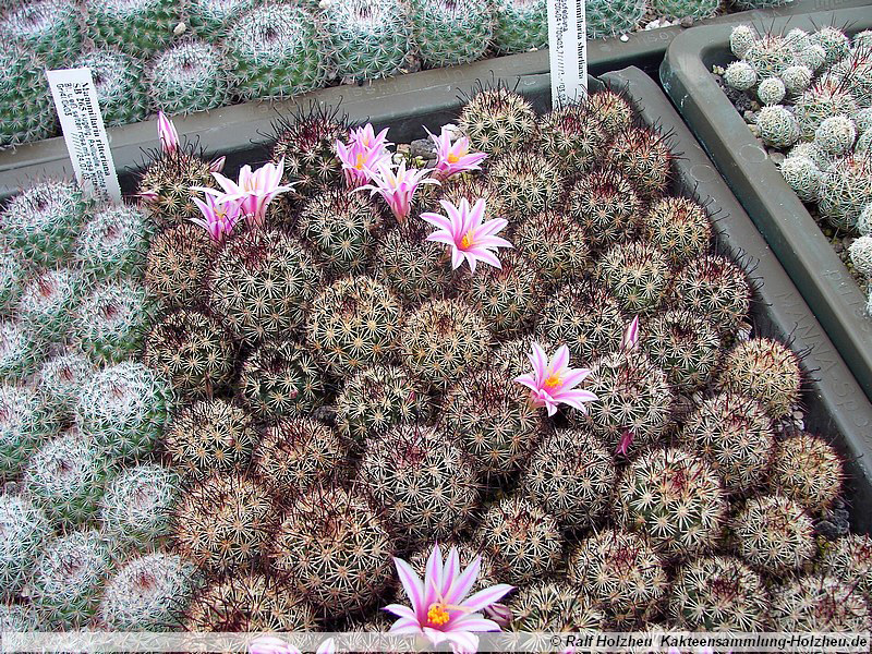 06 Mammillaria shurliana