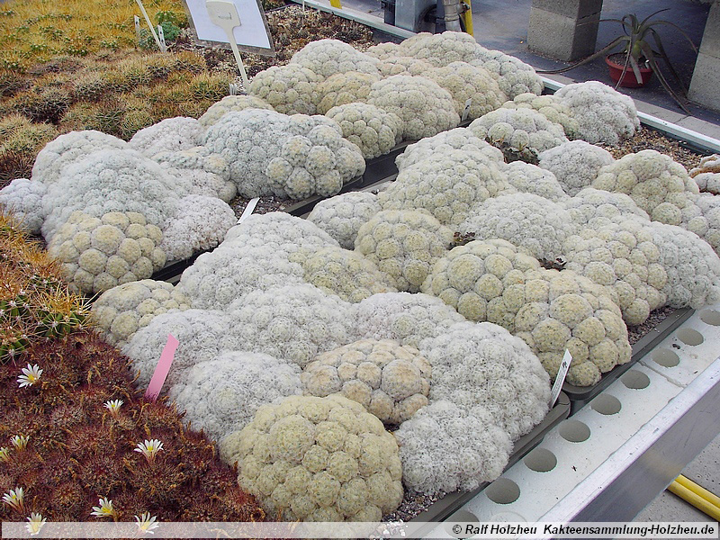 07 Mammillaria plumosa