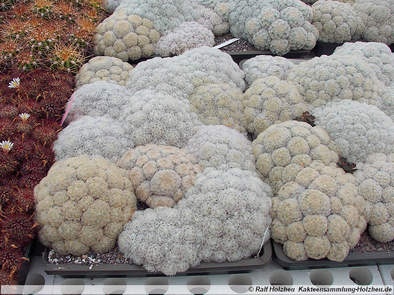 08 Mammillaria plumosa