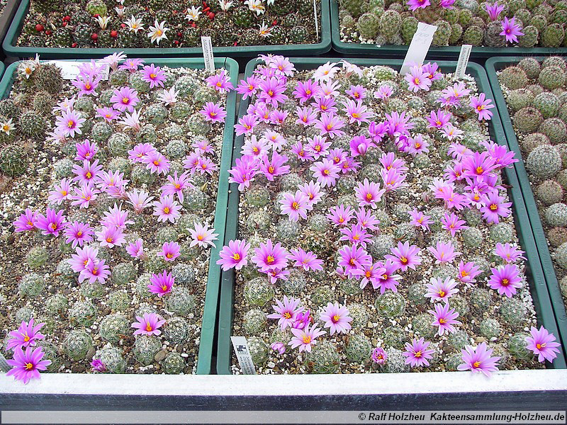 09 Mammillaria insularis