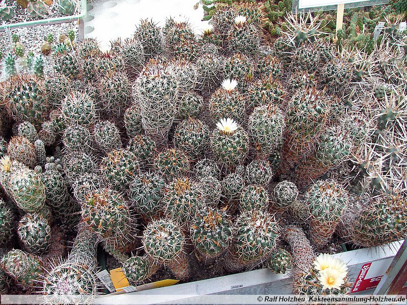 12 Coryphantha georgii