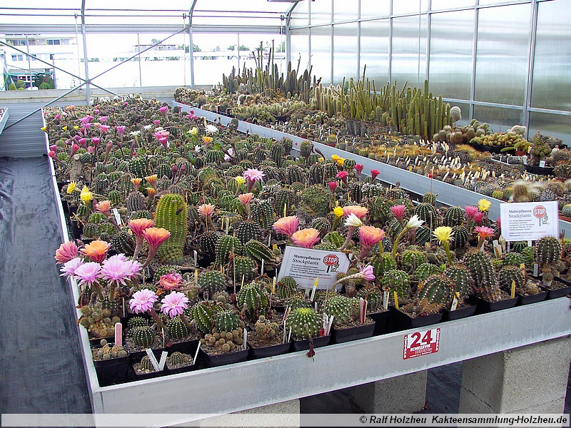 13 Echinopsis-Hybriden Mutterpflanzen