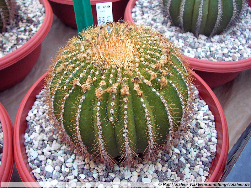 17 Uebelmannia pectinifera ssp. flavispina