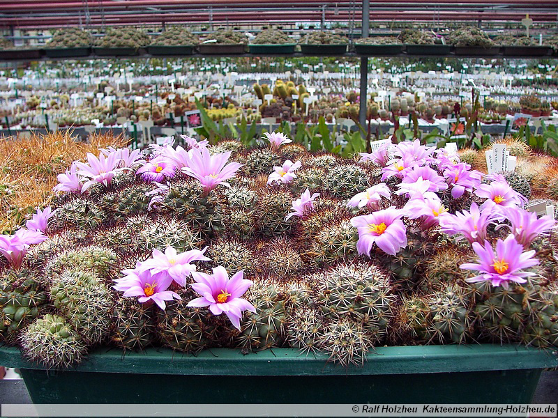 24 Bartschella schumannii