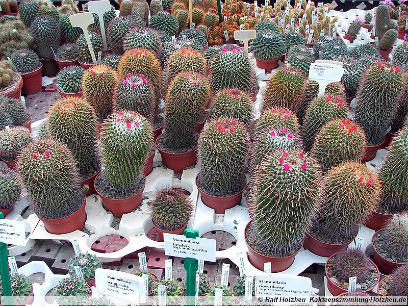 27 Mammillaria ingens