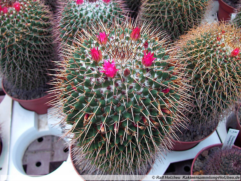 28 Mammillaria ingens