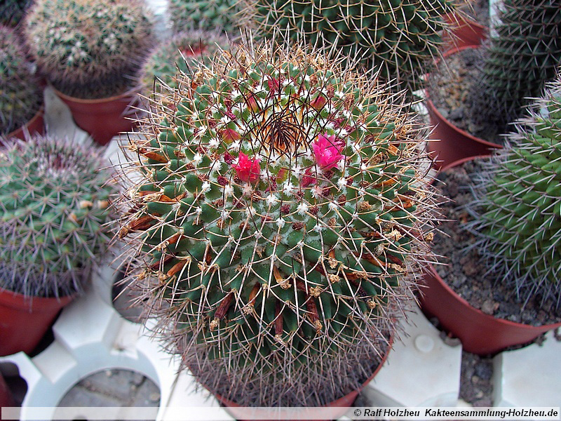 29 Mammillaria ingens