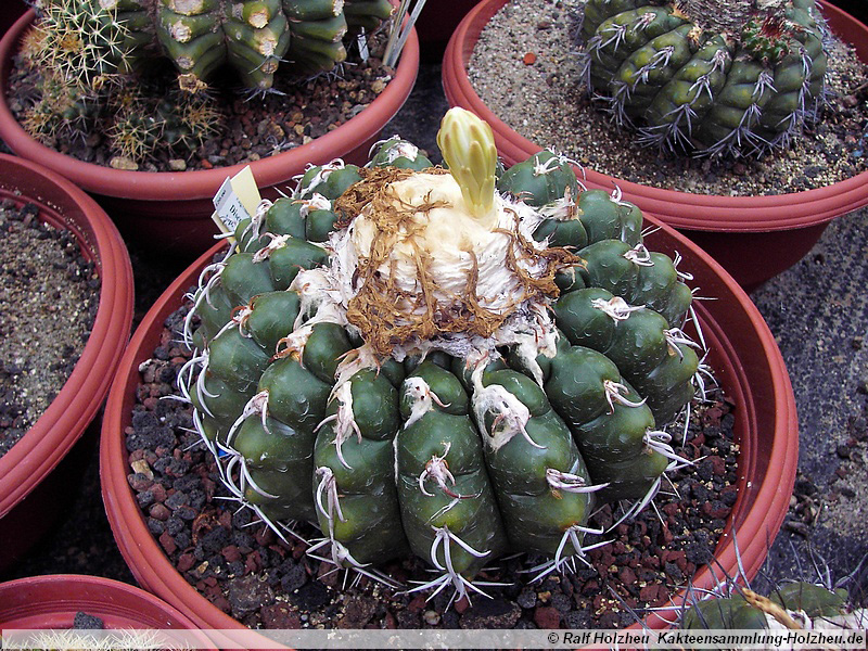 31 Discocactus latispinus ssp. pulvinicapitatus