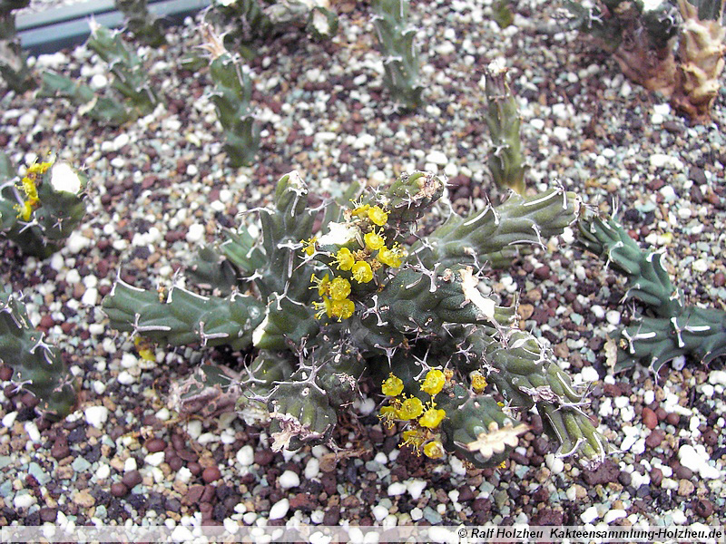 38 Euphorbia uhligiana