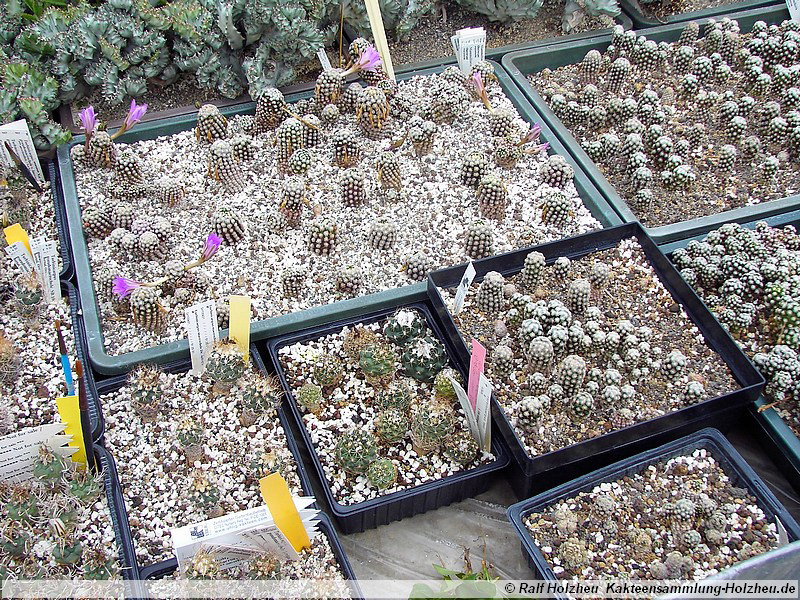 39 Mammillaria theresae