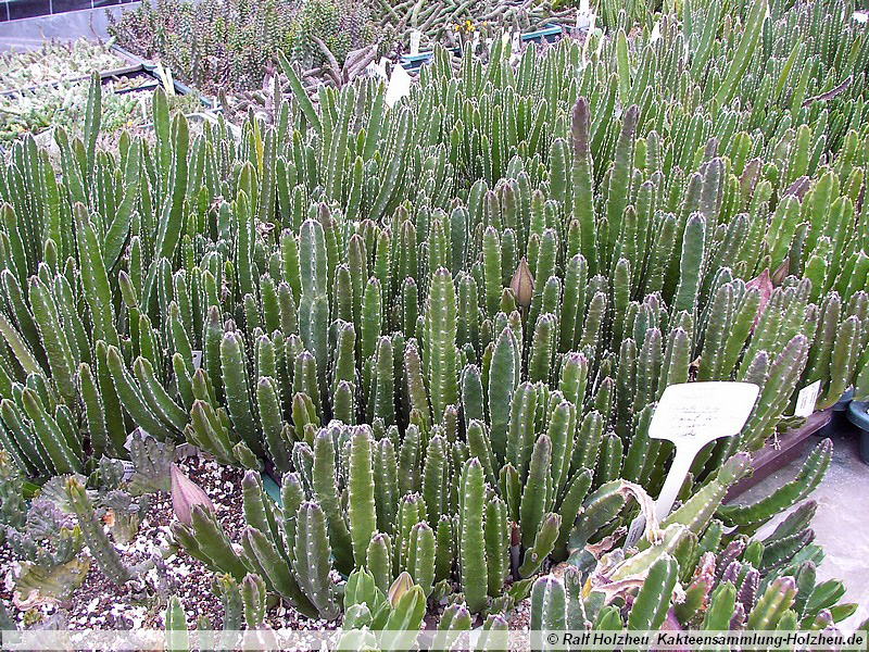 40 Stapelia spec.