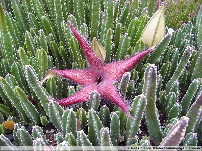41 Stapelia spec.