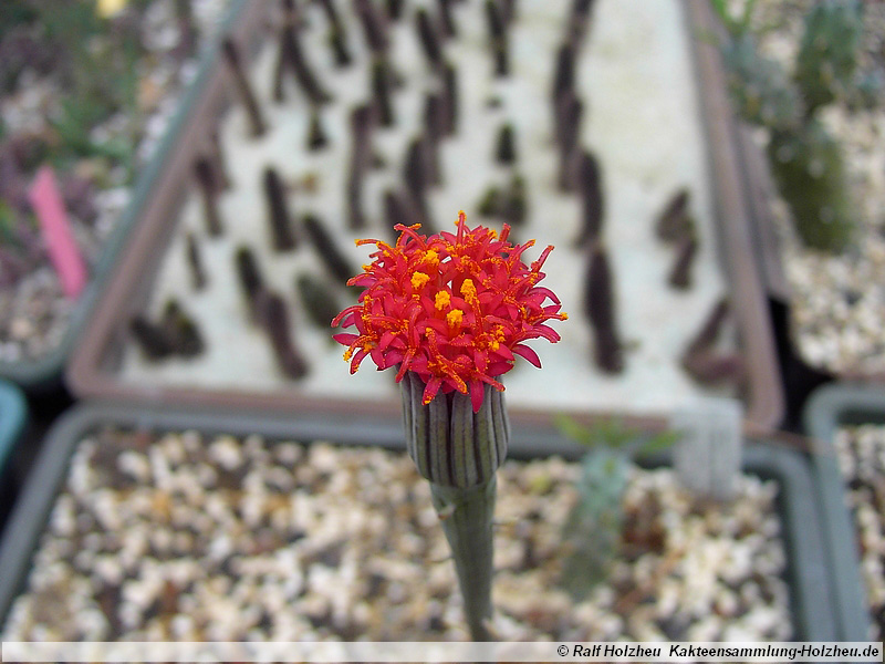 50 Senecio mweroensis ssp. saginatus