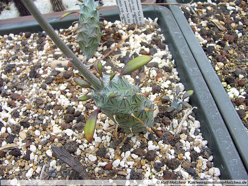51 Senecio mweroensis ssp. saginatus